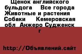 Щенок английского бульдога  - Все города Животные и растения » Собаки   . Кемеровская обл.,Анжеро-Судженск г.